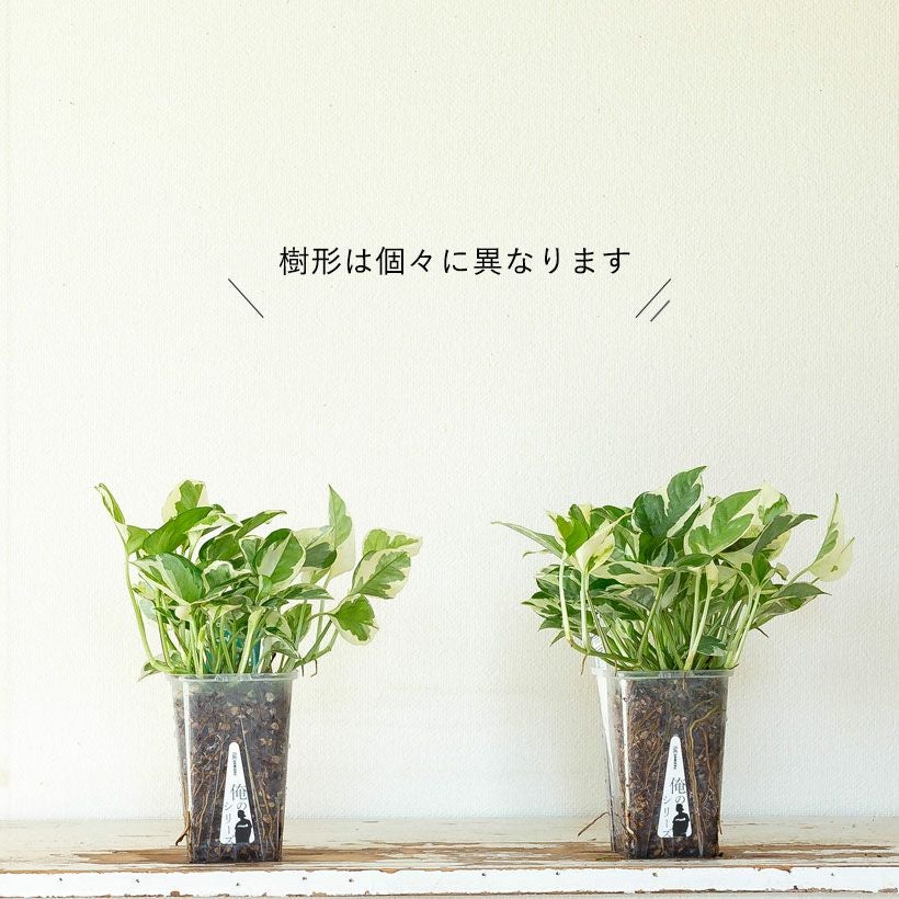 ねこチップ観葉植物「ポトスエンジョイ」浅岡園芸×花森家×e-花屋