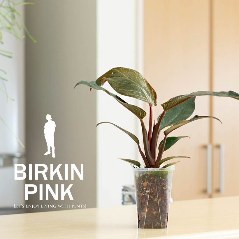 ピンクバーキン（フィロデンドロン）ピンク斑の植物が人気です