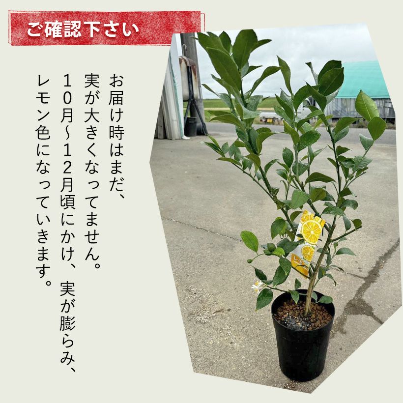鉢植えレモンお勧め品種「サイパン」ベランダで育てやすいサイズ