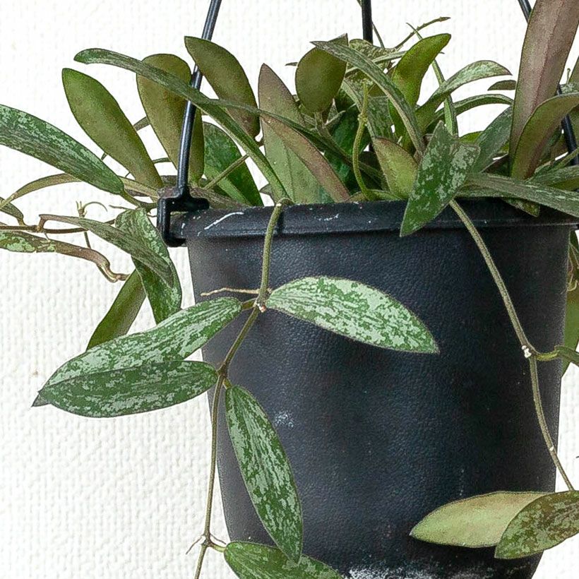 000000008487-03.jpg?size=l&w=