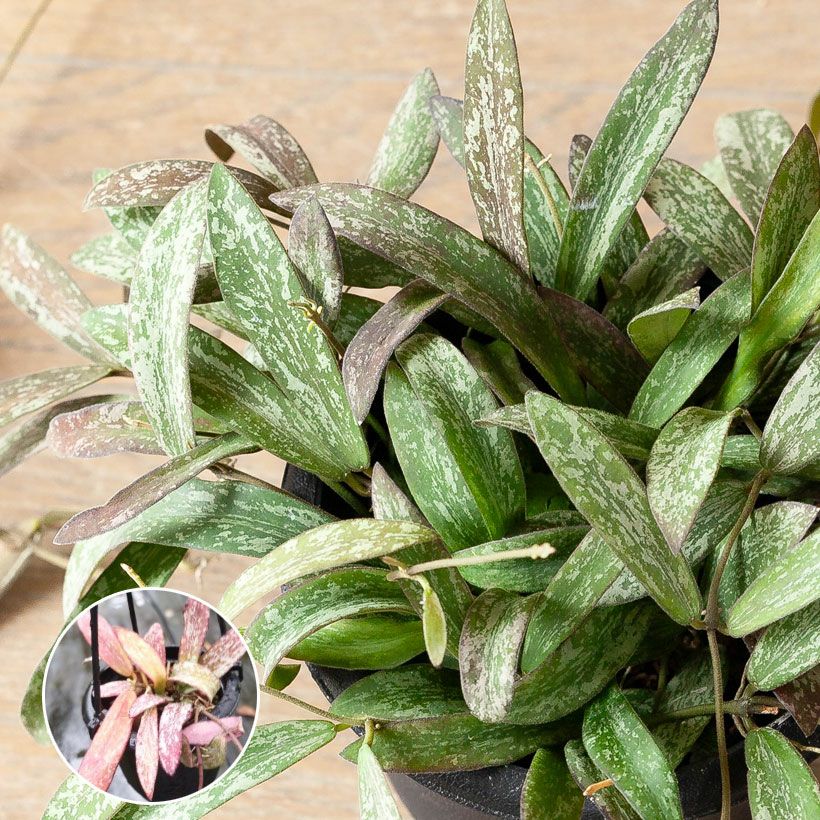 000000008487-05.jpg?size=l&w=