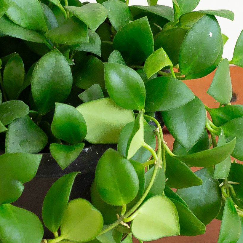 ホヤヘウスケリア－ナ（ピンク）小葉が可愛く花が咲きやすい品種