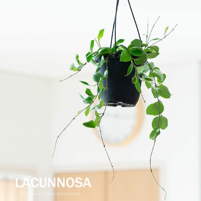 ホヤ・ルカーデンシアナ厚く照りがある葉｜香り良いピンク花品種