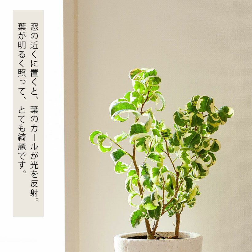 000000008532-03.jpg?size=l&w=