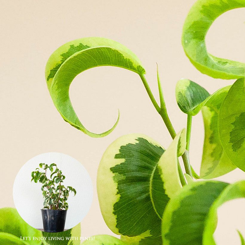 葉がカールするベンジャミン｜バロックの斑入り品種シタシオン