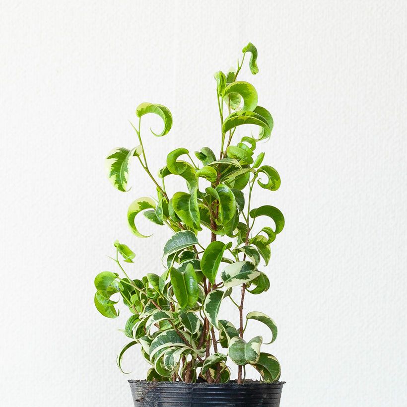 葉がカールするベンジャミン｜バロックの斑入り品種シタシオン