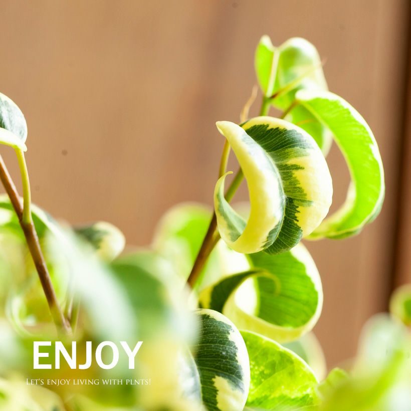 葉がカールするベンジャミン｜バロックの斑入り品種シタシオン