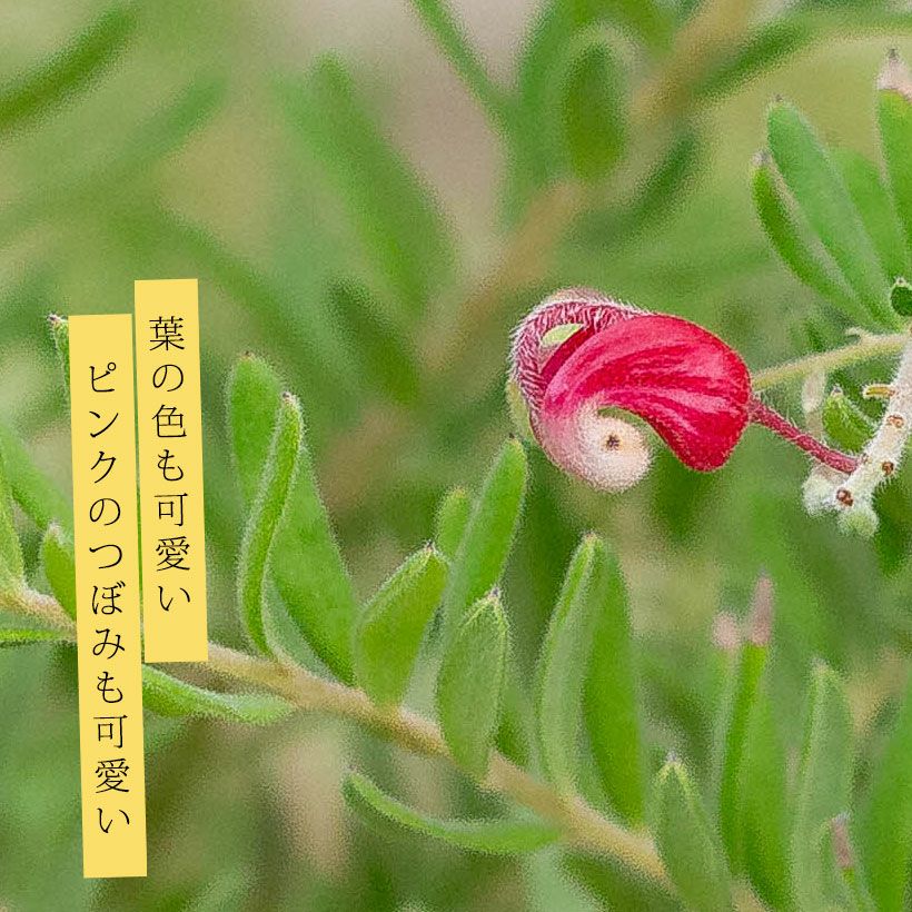 グレビレア・マリーチェリー6号鉢植え四季咲き性（育て方付）