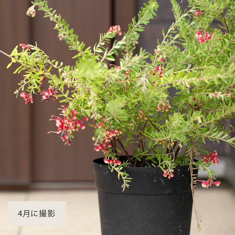 グレビレア・マリーチェリー6号鉢植え四季咲き性（育て方付）