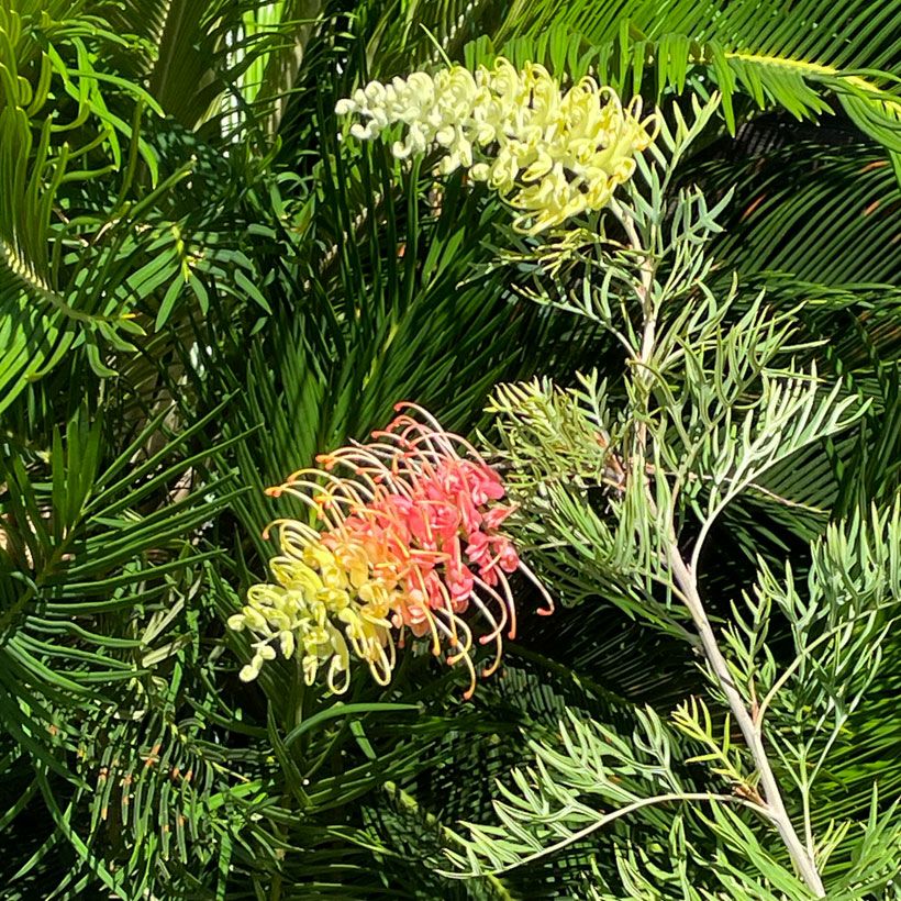 グレビレア・ピーチアンドクリーム｜人気品種6号鉢植え育て方付き