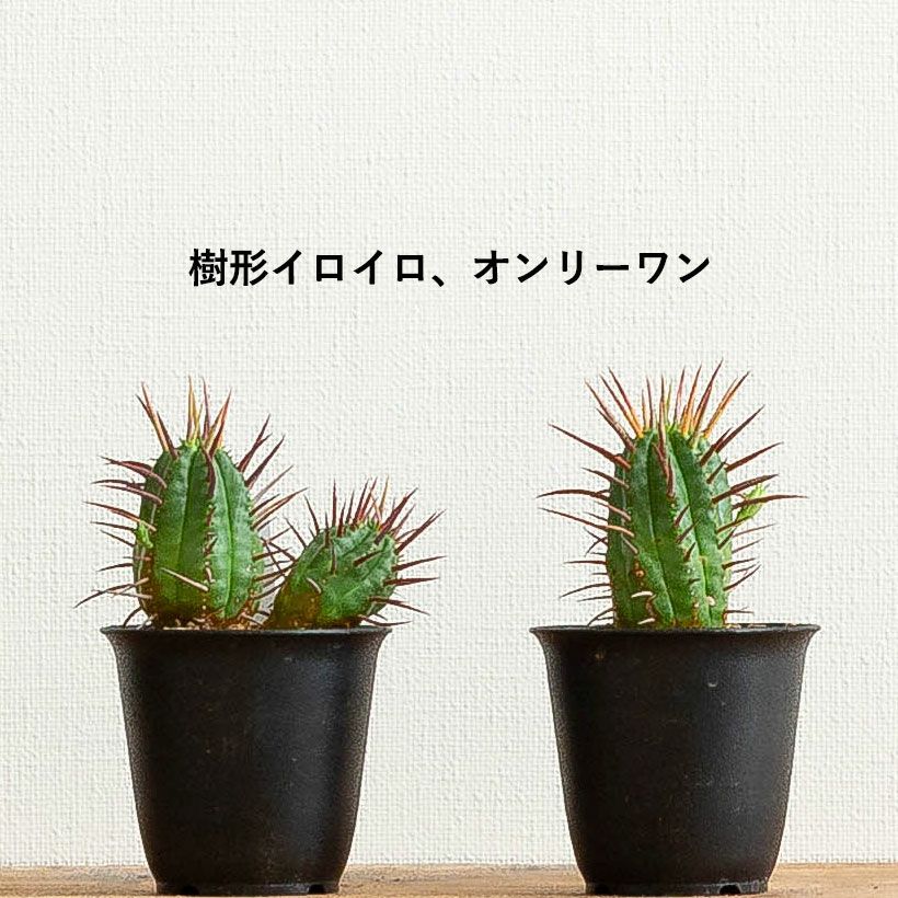 多肉ユーフォルビア｜サボテン似の紅彩閣・勇猛閣・オベサブロウ