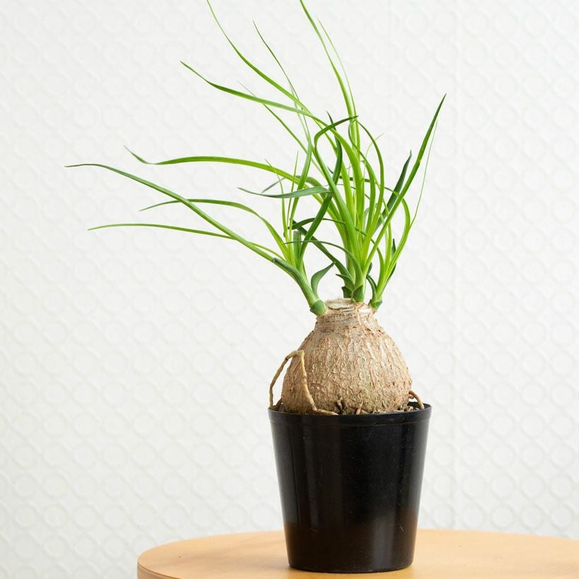 000000008567-02.jpg?size=l&w=