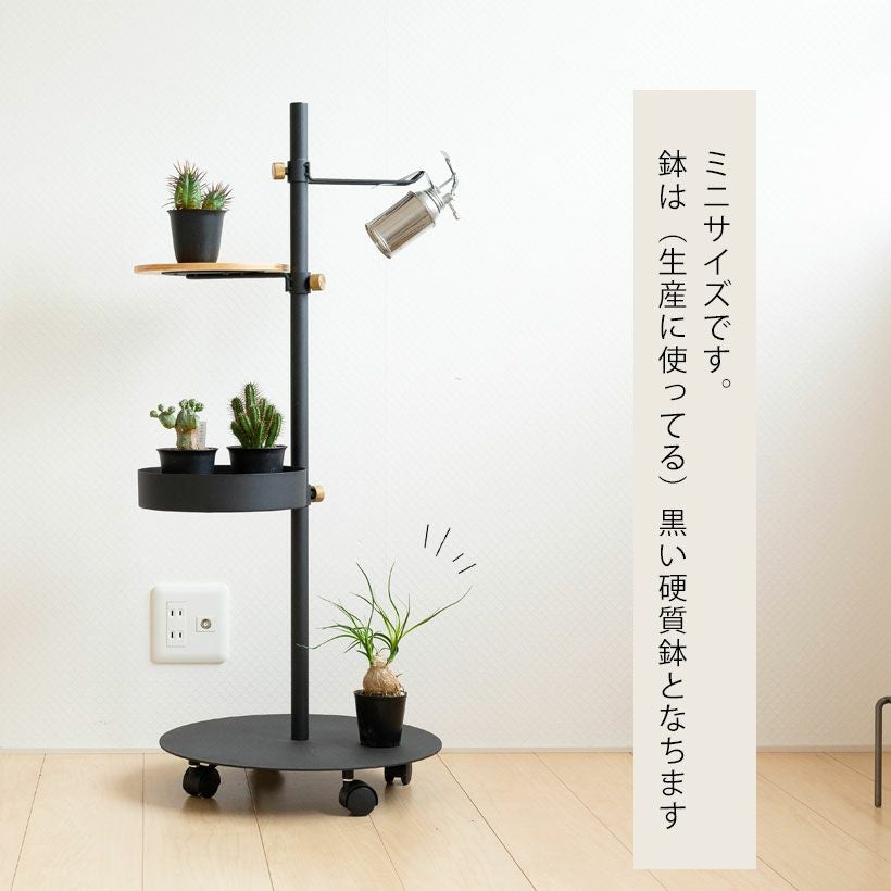 ノリナ（トックリラン）ポニーテール｜幹が太い人気の観葉植物