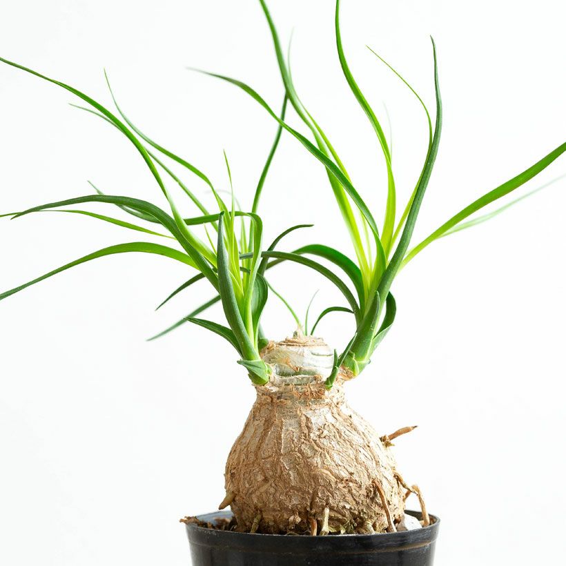 ノリナ（トックリラン）ポニーテール｜幹が太い人気の観葉植物