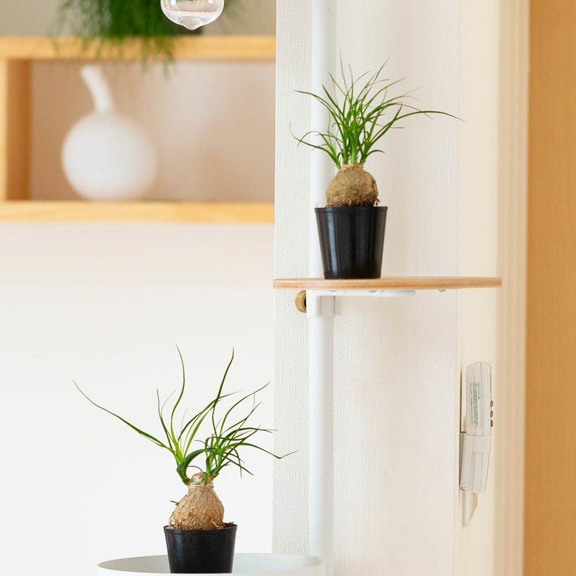 ノリナ（トックリラン）ポニーテール｜幹が太い人気の観葉植物