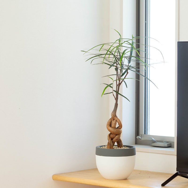 ポニーテールをリビングに