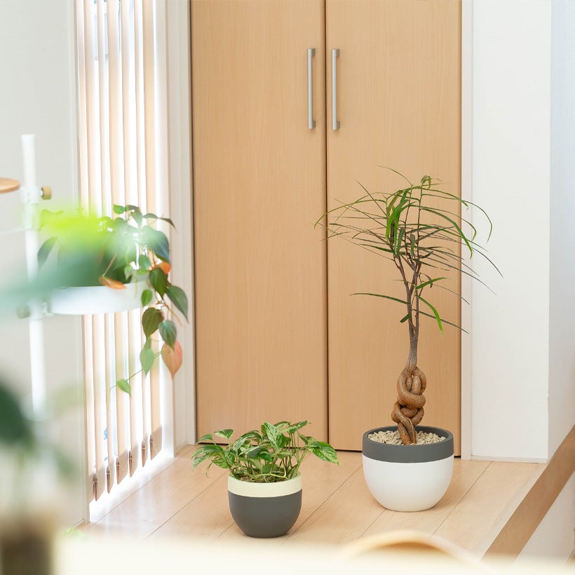 観葉植物 まがりボトルツリー （5号） 鉢セット 北欧鉢に植えた観葉植物｜今月は幹上がりボトルツリー（育て方付き）