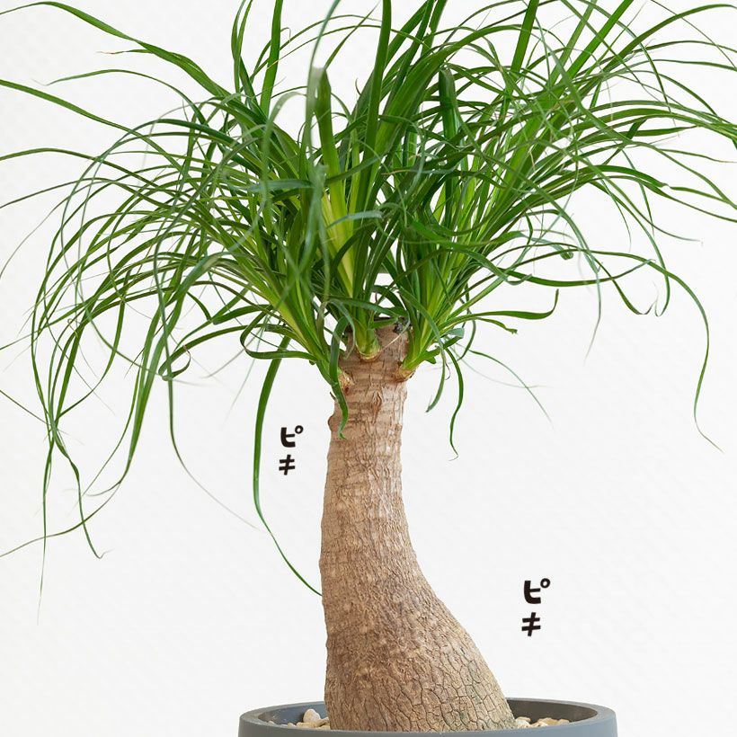 北欧鉢に植えた観葉植物｜今月はポニーテール（育て方付き）