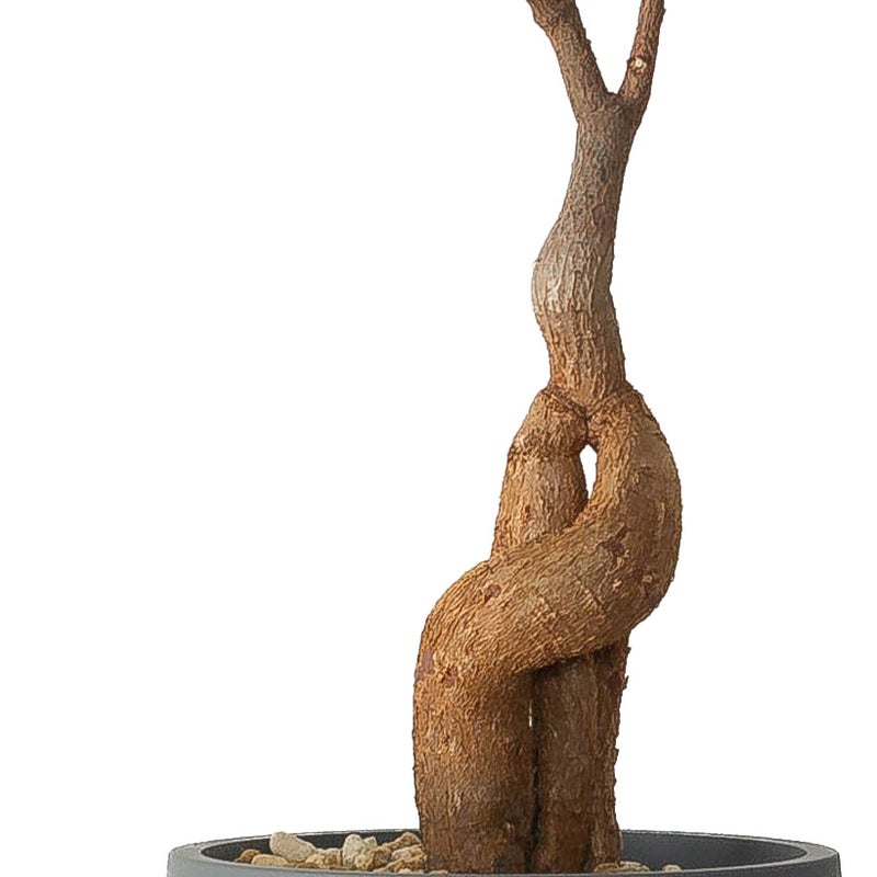 ポニーテールをリビングに