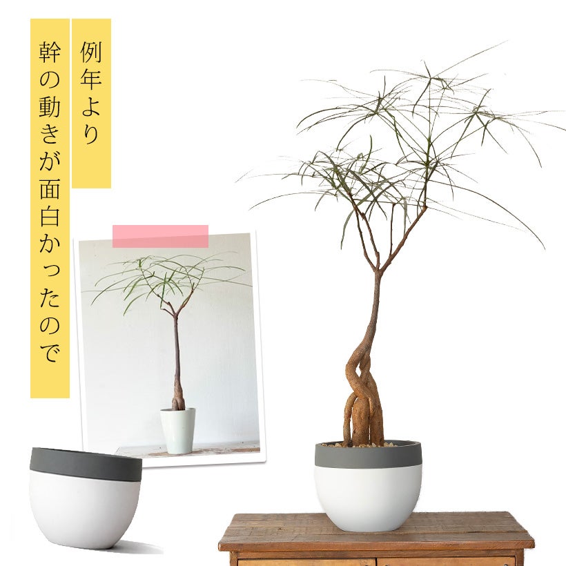 北欧鉢に植えた観葉植物｜今月は幹上がりボトルツリー（育て方付き）