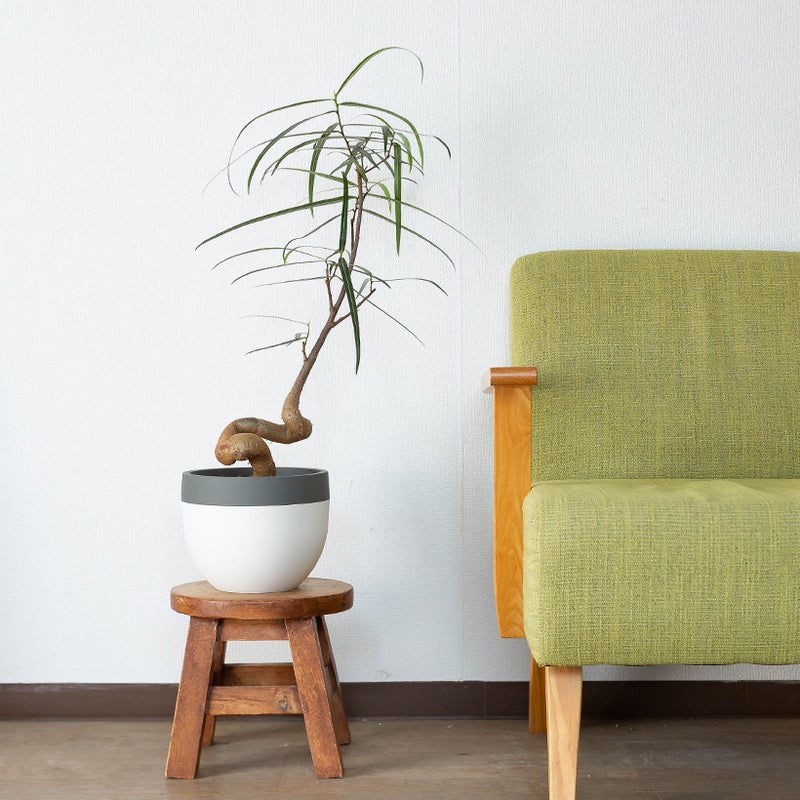 テーブルの上にボトルツリー