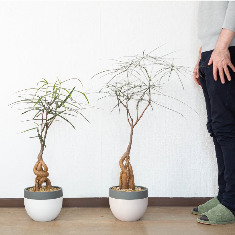 北欧鉢に植えた観葉植物｜今月は幹上がりボトルツリー（育て方付き）