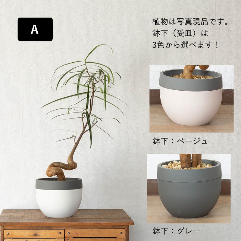 北欧鉢に植えた観葉植物｜今月は幹上がりボトルツリー（育て方付き）