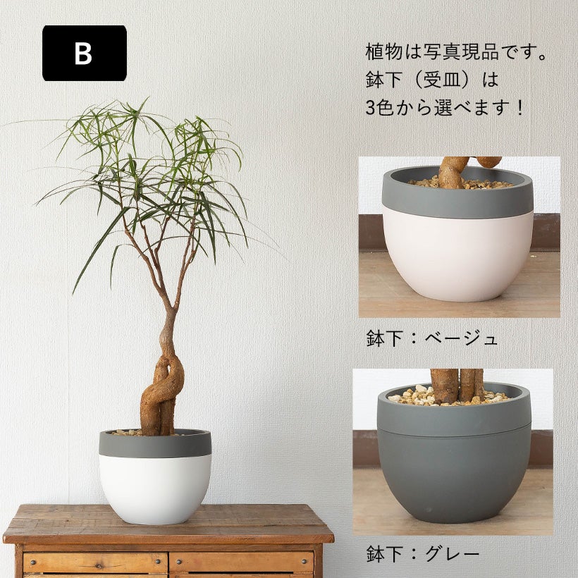 北欧鉢に植えた観葉植物|今月は幹上がりボトルツリー(育て方付き) 北欧鉢に植えた観葉植物|今月は幹上がりボトルツリー(育て方付き)