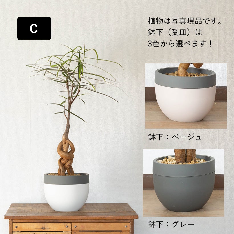 北欧鉢に植えた観葉植物｜今月は幹上がりボトルツリー（育て方付き）