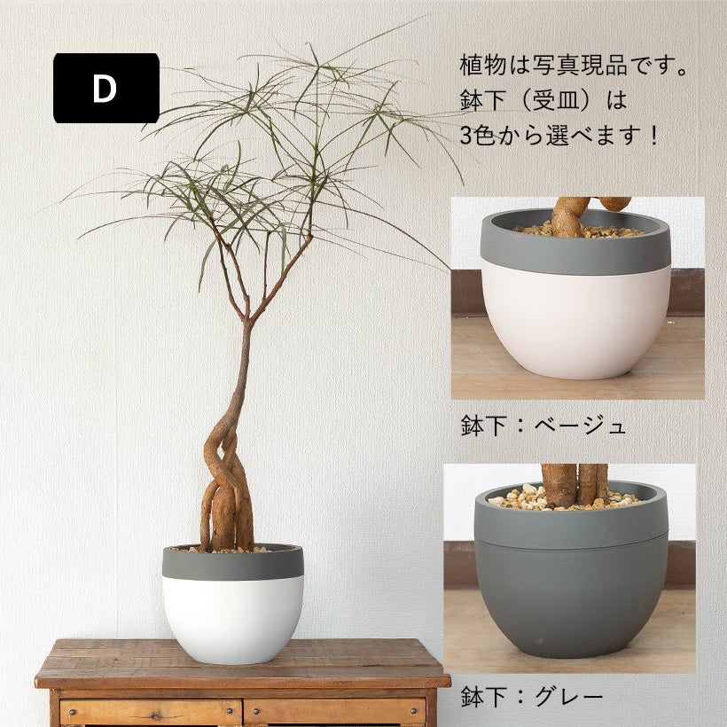 北欧鉢に植えた観葉植物｜今月は幹上がりボトルツリー（育て方付き）