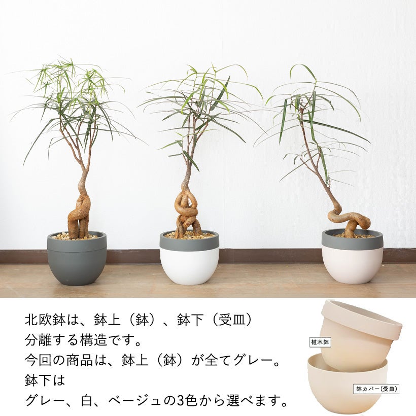 観葉植物 まがりボトルツリー （5号） 鉢セット 北欧鉢に植えた観葉植物｜今月は幹上がりボトルツリー（育て方付き）