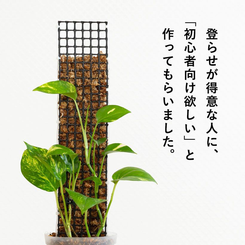 ポトスタワ―登り棒｜支柱に水苔詰めて這わせる仕立て