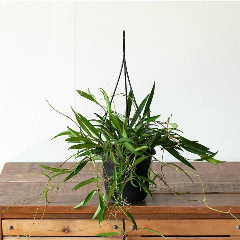 ホヤ・ケンティアナ｜斑入り種が有名ですがグリーンも希少で人気