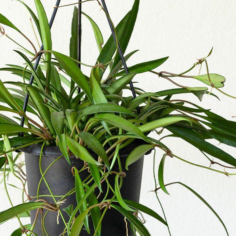 ホヤ・ケンティアナ｜斑入り種が有名ですがグリーンも希少で人気