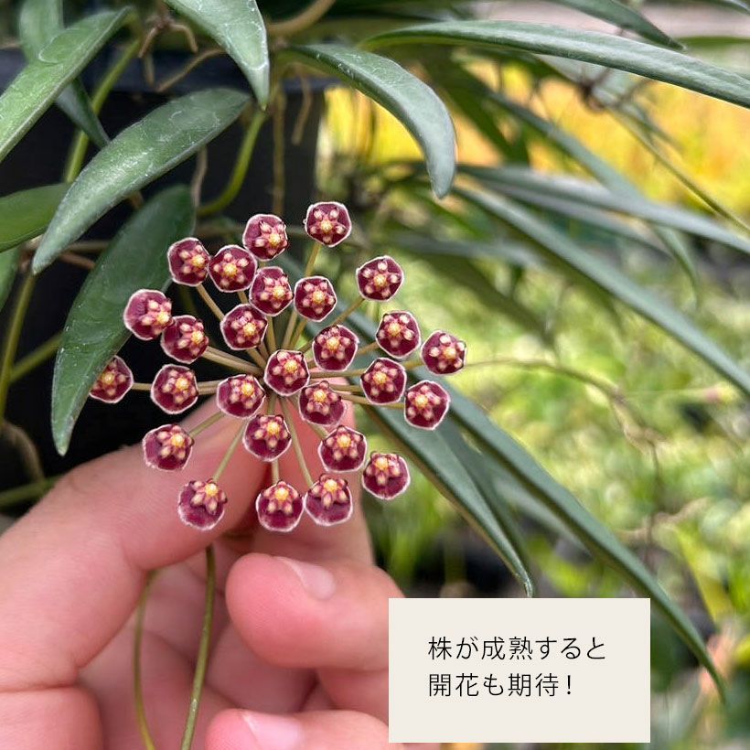 ホヤ・ケンティアナ｜斑入り種が有名ですがグリーンも希少で人気