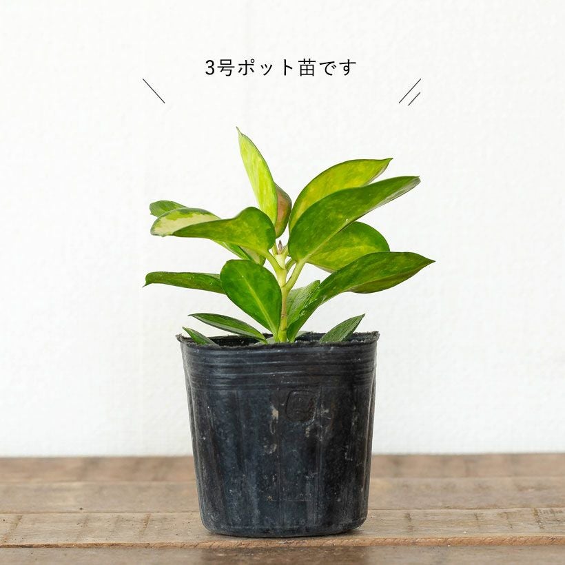 ホヤオーストラリス「リサ」タイ生まれの斑入り種。新芽はピンク