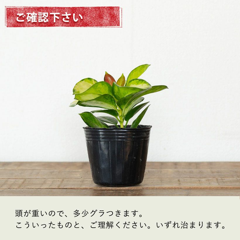 ホヤオーストラリス「リサ」タイ生まれの斑入り種。新芽はピンク