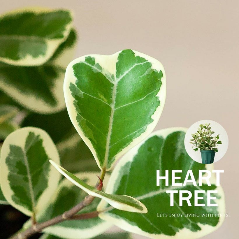 スイートハート（ハートの木）フィカス・トライアンギュラリス