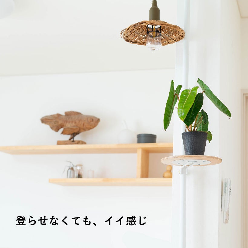 現品　フィロデンドロン　ビレッティア　ビレッタエ　4番　観葉植物　インテリア フィロデンドロン・ビレッタエ「登らせる」のもお勧め！