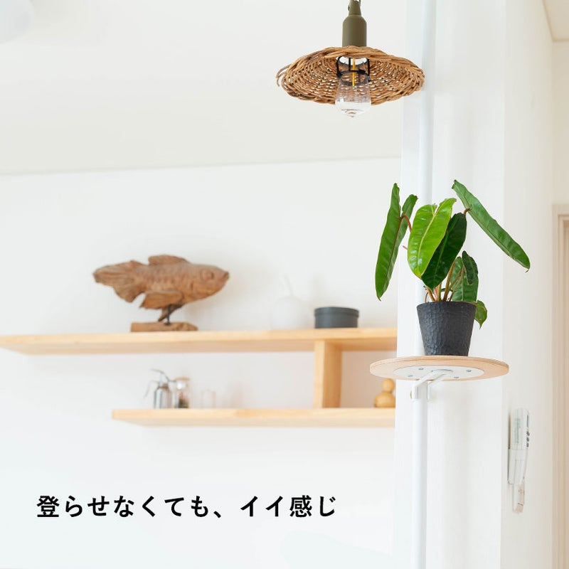 フィロデンドロン・ビレッタエ