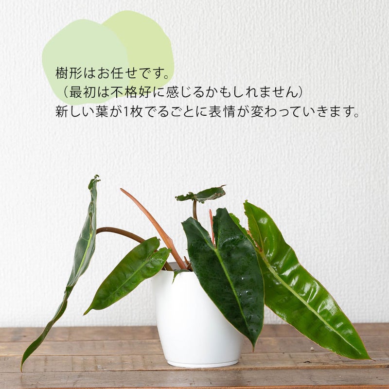 フィロデンドロン・ビレッタエ