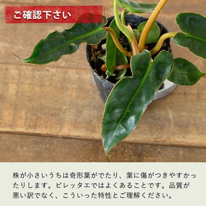 フィロデンドロン・ビレッタエ「登らせる」のもお勧め！