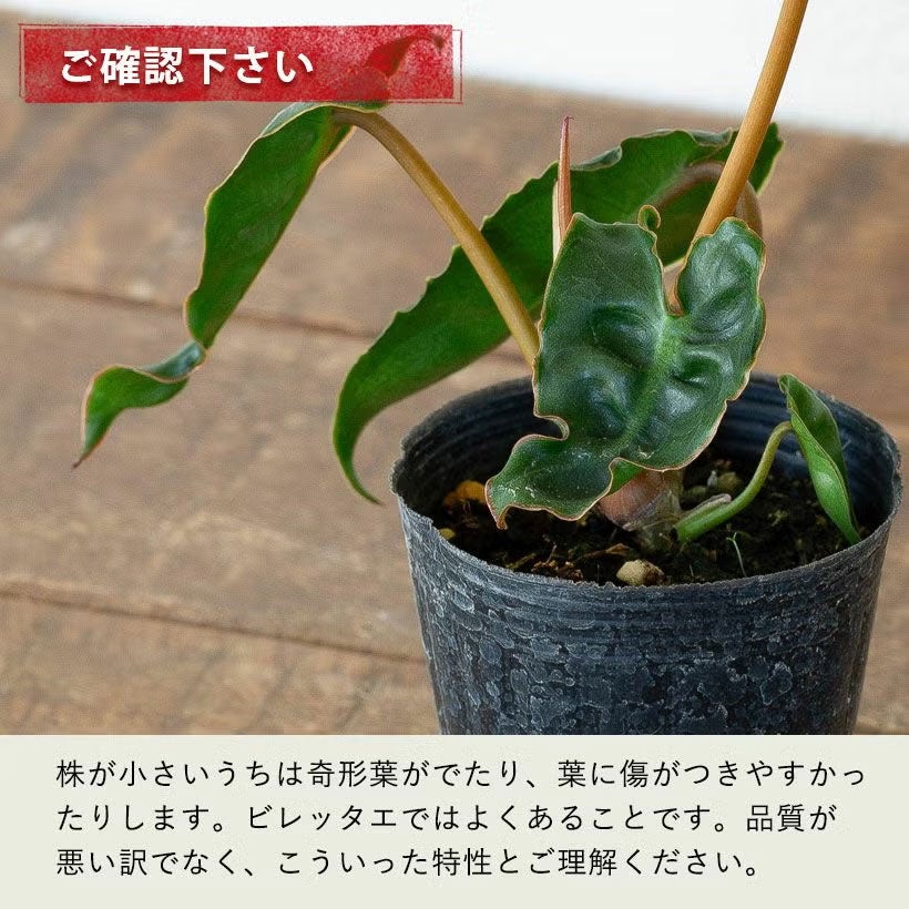 フィロデンドロン　ビレッタエ 取りに来られる方限定です。 ご注意下さい。 フィロデンドロン・ビレッタエ「登らせる」のもお勧め！