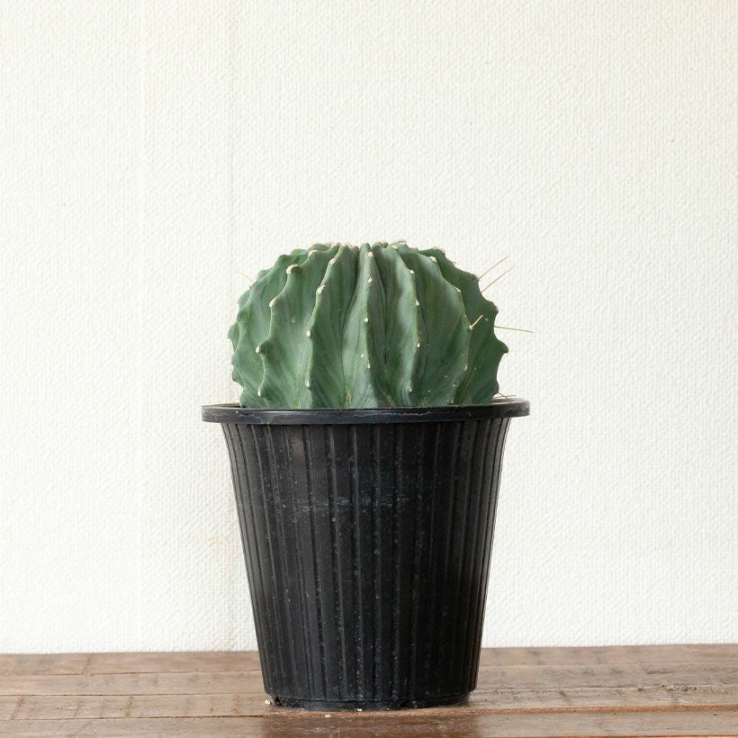 棘無王冠竜（トゲ無しオウカンリュウ）青緑肌が際立つサボテン