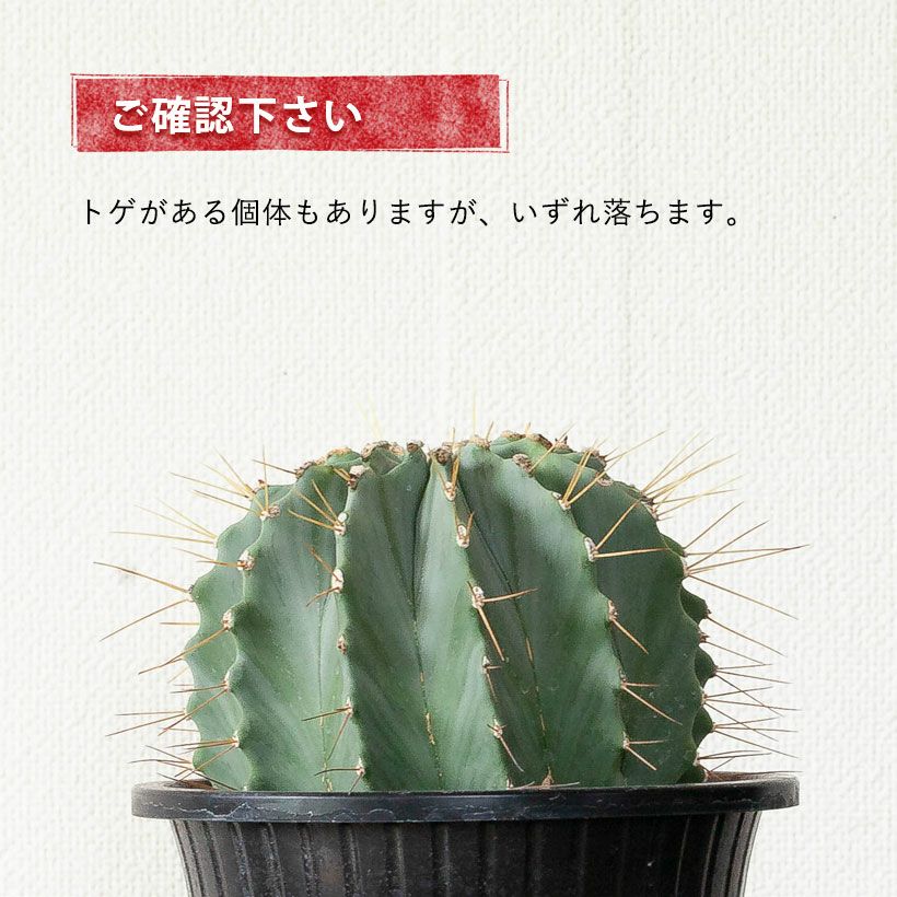 棘無王冠竜（トゲ無しオウカンリュウ）青緑肌が際立つサボテン