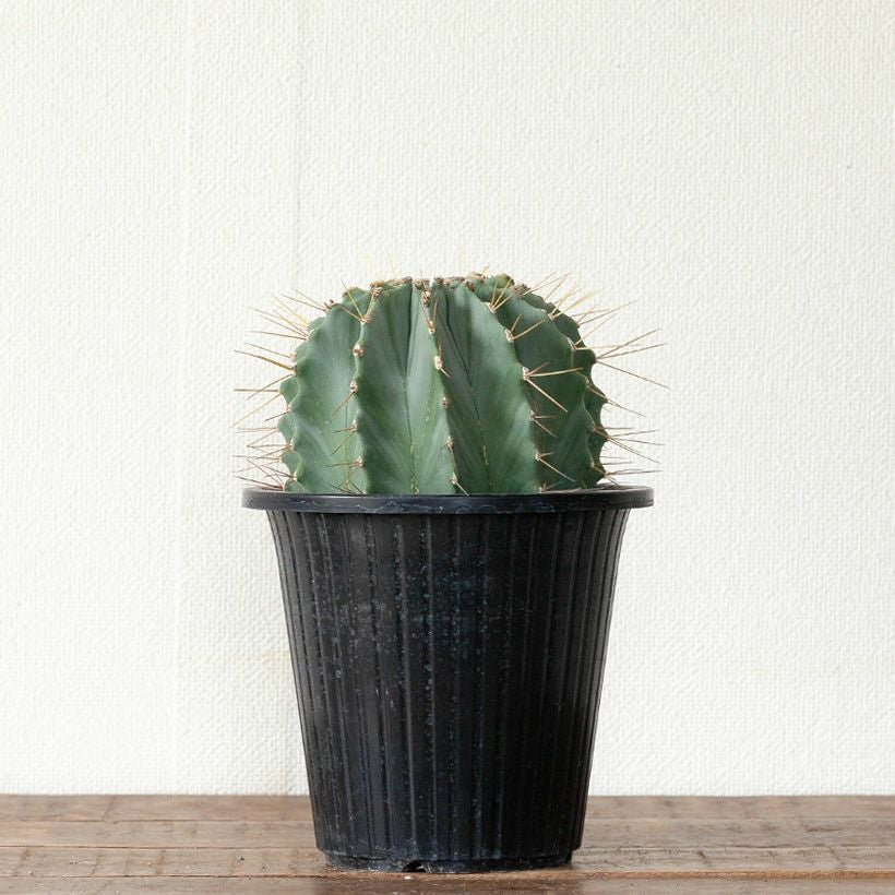 棘無王冠竜（トゲ無しオウカンリュウ）青緑肌が際立つサボテン