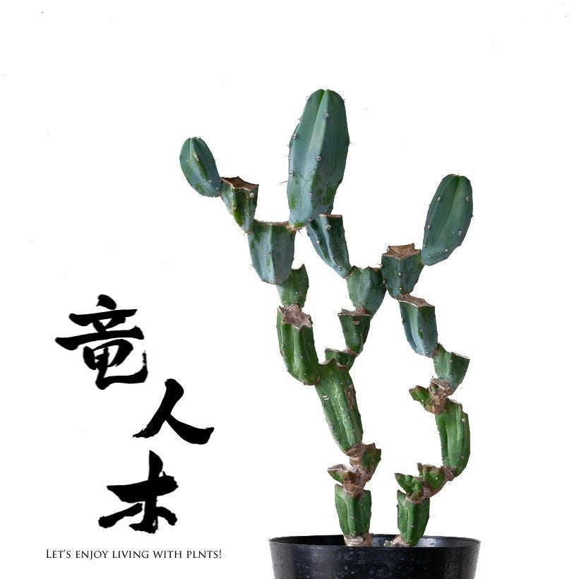 竜神木ブランチ（胴切り盆栽仕立て）育て方付き｜e-花屋さん