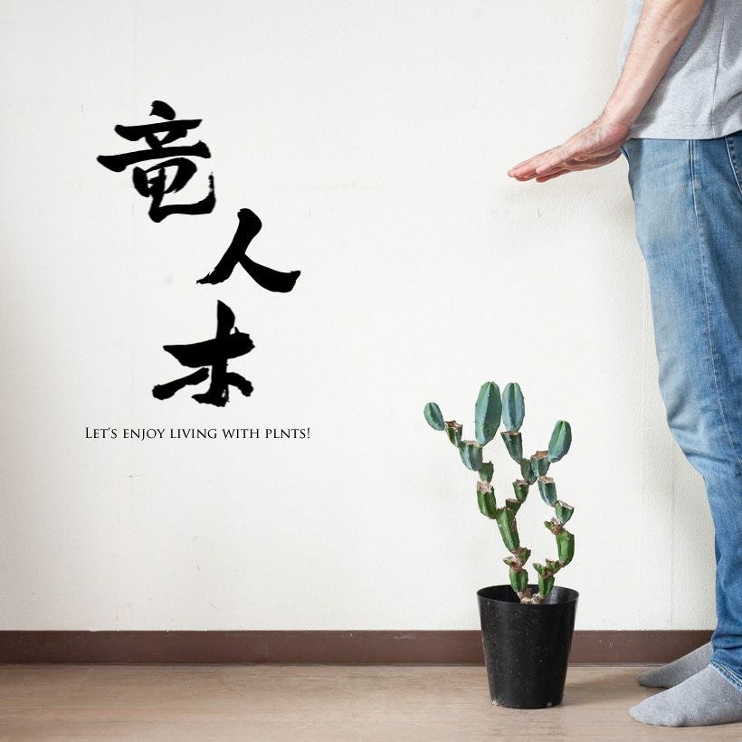 竜神木ブランチ（胴切り盆栽仕立て）育て方付き｜e-花屋さん