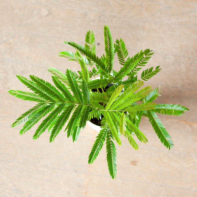 エバーフレッシュ｜剪定によりミニの割に幹太め（育て方付き）