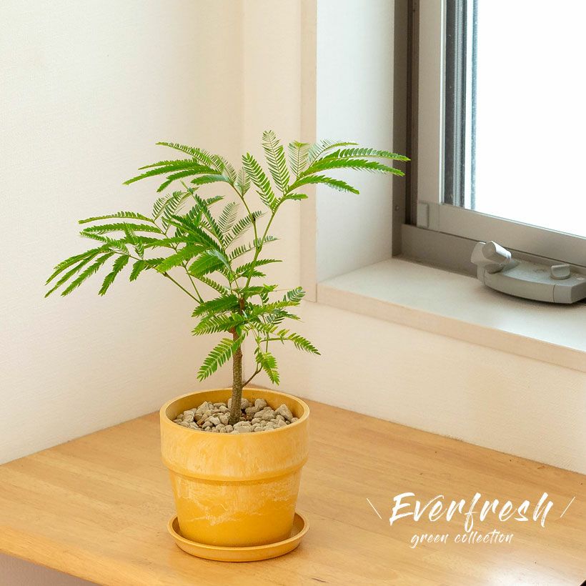 エバーフレッシュ新芽 エバーフレッシュ 小さい 観葉植物
